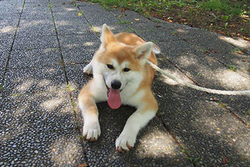 犬0