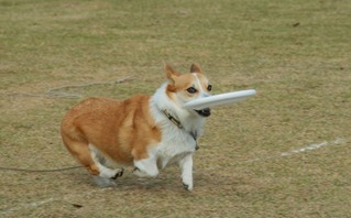 �ϥ륯��