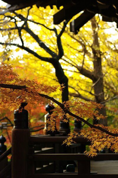 真如堂の紅葉