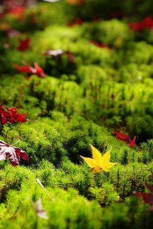 栄摂院の散紅葉