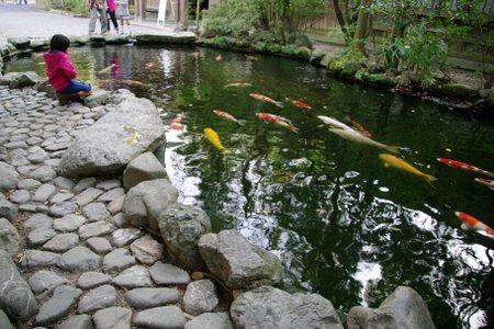 池の鯉