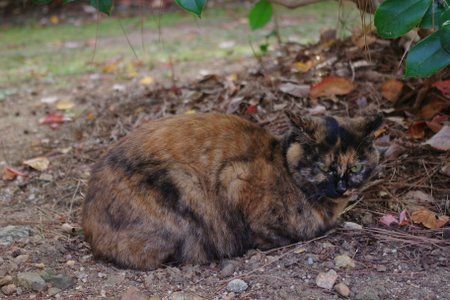 まだらな猫