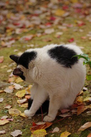 堂々と毛づくろい