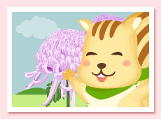 キク通常カラーバージョン