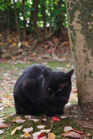 黒猫