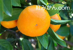 IMGP2044