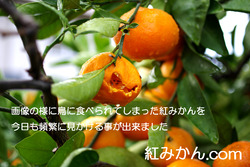 IMGP1420