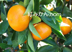 IMGP2045