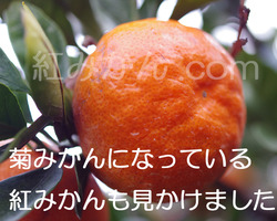 syashin