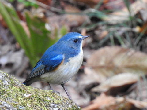 幸運の招き猫　青い鳥 904bd6b8-s.jpg