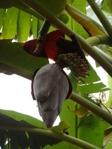 banana flower1