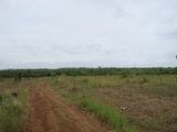 banana farm1