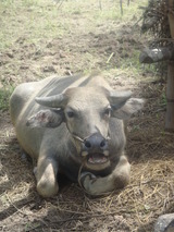 water cow2