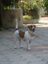 hana1