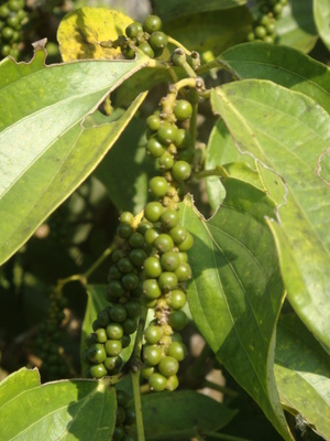 pepper