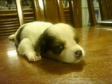 puppies2
