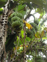 banana 1