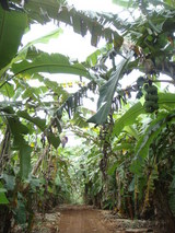 banana street1