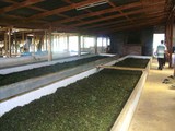 lao tea factory1