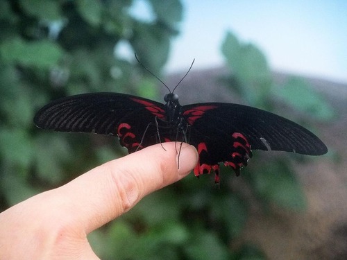 fly