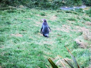 penguingoaway