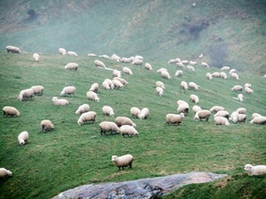 sheep