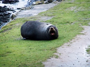 seal