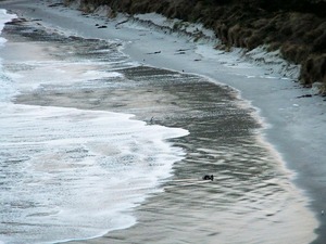 penguinontheshore