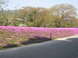 芝桜