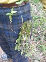 山菜