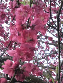2010.3.30c