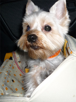 2008.12.19b