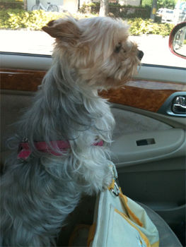 2011.7.15a