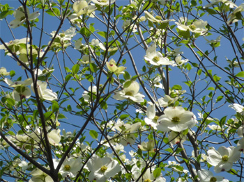 hanamizuki
