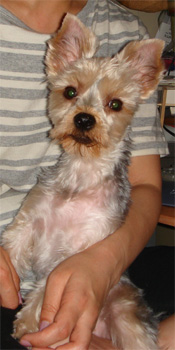 2008.6.11c