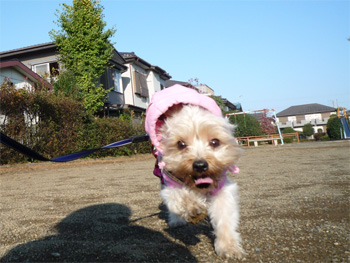 2008.11.17c