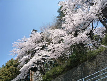 sakura