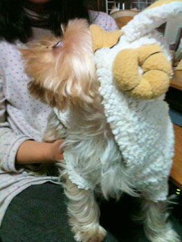 2011.1.13a