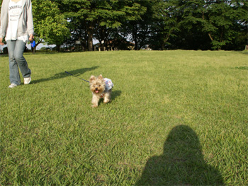 2008.6.1f