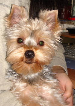 2008.4.18a