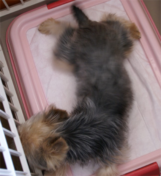 2008.4.19a