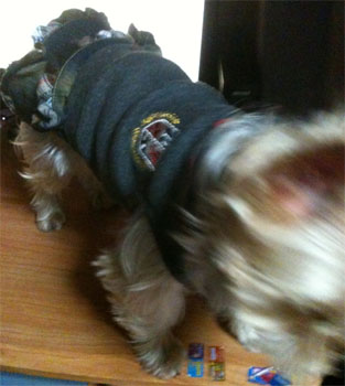 2011.1.20c