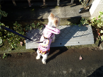 2008.11.17h