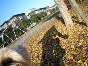 2008.11.17f