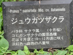 DSC02023