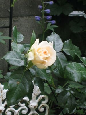 マリーアントワネット・・・薔薇 : ロココのやさしい時間