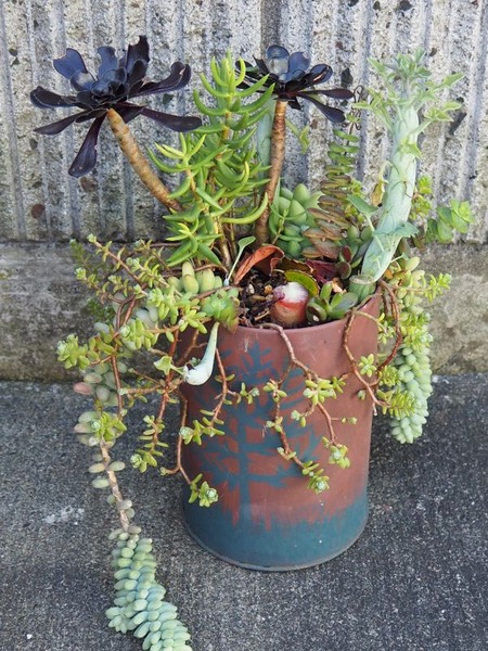 �ޥۥ��ˡ��������δ󤻿���1