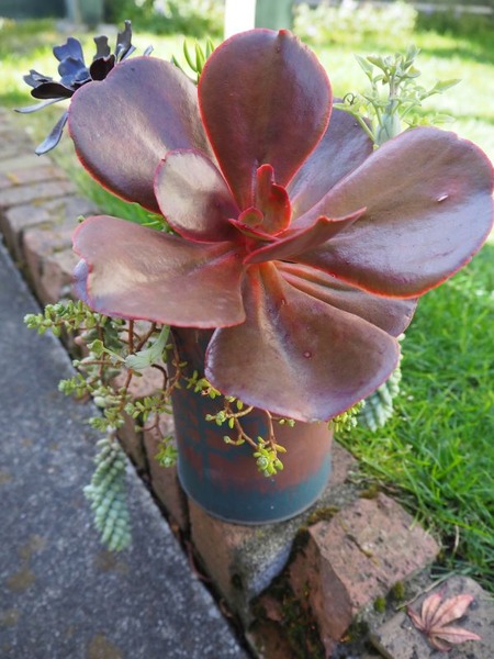 �ޥۥ��ˡ��������δ󤻿���2