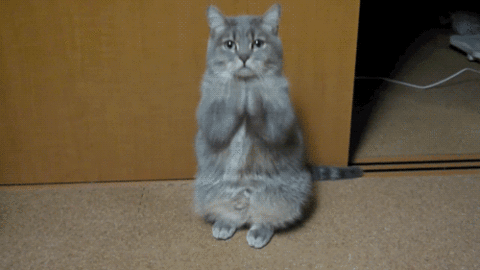 neko6