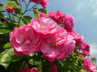 CIMG0177